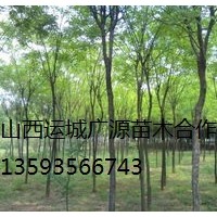 国槐出售、2-3公分国槐低价供应