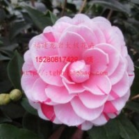 【五色赤丹】茶花 鲜花园艺 花卉盆栽 阳台客厅植物 太极花木苗场