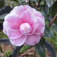 【金边十八学士】茶花 办公室花卉 书房盆栽 鲜花园艺 绿植花盆苗