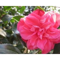 【花迪斯】茶花 绿植园艺 鲜花盆栽 阳台庭院花卉 种子花盆有花苞