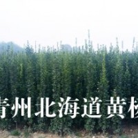 青州北海道黄杨
