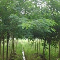 合欢树价格 合欢 合欢树图片 合欢树苗