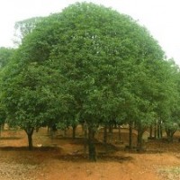 湖南香樟树价格香樟香泡树价格栾树价格