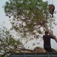 12公分国槐价格12公分国槐图片