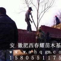 安徽肥西出售乌桕小苗，2-30公分乌桕价格