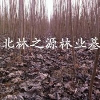 2公分107杨树苗出售