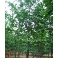 供应银杏树