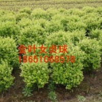 供应山东金叶女贞球、金叶女贞球哪里便宜、哪里有金叶女贞球、到