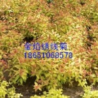 江苏金焰绣线菊价格、江苏金焰绣线菊供应、江苏卖金焰绣线菊