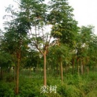 供应国槐苗栾树苗垂柳秒速生柳苗