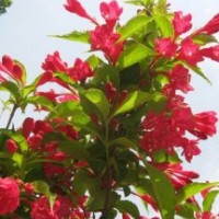 供应红叶石楠，红王子锦带，红瑞木，火棘，垂柳，大叶女贞，绣线