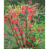 贴梗海棠、西府海棠、垂丝海棠、木瓜海棠、红枫