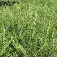 红叶碧桃，平枝荀子，水腊，迎春，绣线菊，黄栌