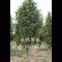 大量供应华龙杨、全红杨系列、翠玉红杨、美国红枫、龙柱碧桃、桃