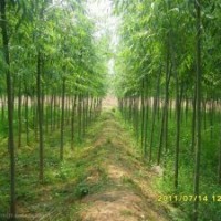 供 柳树，果槐，大叶女贞，栾树，百日红等各类绿化树苗