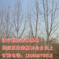5公分速生法桐2014天津最新价格