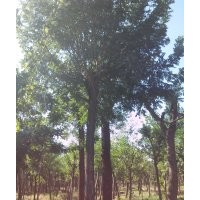 供应30-40公分国槐