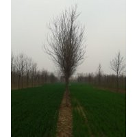 出售楸树1-25公分