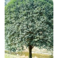 直径43公分大桂花、大型紫薇