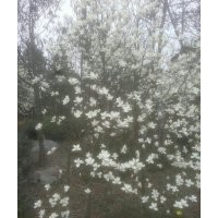 白玉兰 供应成都白玉兰 白玉兰低价 成都万树