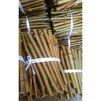 特价供应一级速生法桐扦插条、法桐根、法桐小苗