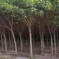 供应：大叶女贞，红叶李，紫薇，白玉兰，石楠球，海桐球等绿化苗