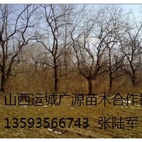 枣树出售、6、7、8公分枣树、货源充足价格优惠