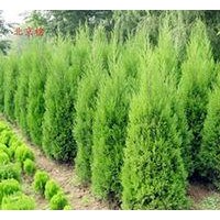 供应塔柏、龙柏、蜀桧、北京桧、洒金柏、铺地柏
