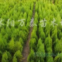 供应塔柏、龙柏、蜀桧、北京桧、洒金柏、铺地柏