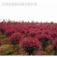 应红叶石楠、月季、水蜡、连翘、品种月季、石楠