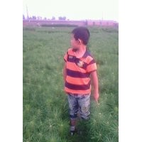 常年低价出售樟子松苗，15公分---1米，樟子松裸根苗