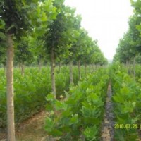 4公分速生国槐价格