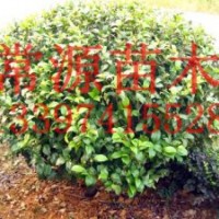 大量供应：15-30公分高茶花小苗，60-200公分冠幅茶花球