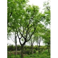 大量供应30、35、40公分朴树
