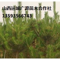 油松出售、山西油松、2.5米以上油松低价供应