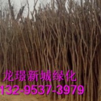 北京市国槐为什么大受欢迎