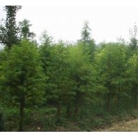 盐城中山杉，江苏盐城中山杉