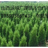 蜀侩出售、2-3米以上大量蜀侩、货源充足、价格优惠