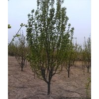 供应精品八棱海棠树