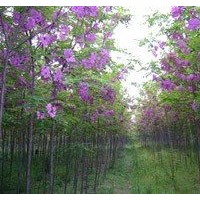 香花槐出售、2、3公分以上低价香花槐优惠供应