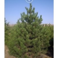 供应2.5米油松