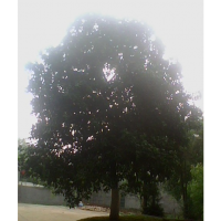 供应15公分全冠香泡树