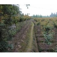 四川樱花基地|四川晚樱基地|晚樱批发基地|樱花基地|