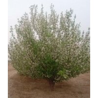 金玉苗木常年出售八棱海棠树