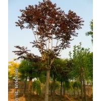 红叶椿.红叶臭椿.山东红叶椿