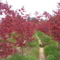 日本红枫三季红 红枫树苗 红枫种植 红枫基地 红枫报价