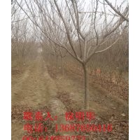 山东樱花基地|青岛樱花小苗|山东青岛樱花 - 青岛樱花小苗、