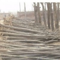 2000棵10公分裸根国槐