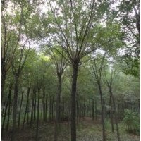 选择龙璟新城绿化国槐没错