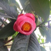 【四季抱茎茶】茶花 阳台庭院花卉 鲜花盆栽 绿植园艺 越南海棠茶